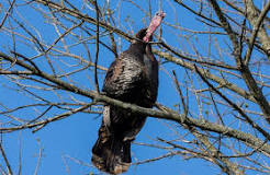 do-turkeys-climb-trees