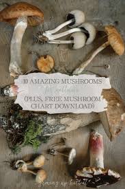 10 Amazing Mushrooms For Wellness Free Mushroom Chart