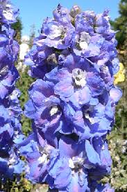 1000+ images about blue perennials zone 5 on pinterest. Midwest Gardening Best Performing Perennials