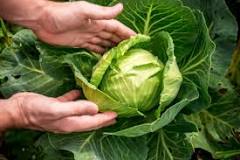 What is green cabbage called?