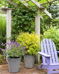 shrubs for planting in containers
