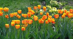 Spring Flowering Bulbs Piedmont