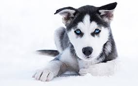 hd puppy with blue eyes wallpapers peakpx