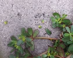 While purslane is very common, some other plants look similar to it. How To Identify Purslane A Nutritious And Edible Weed Dengarden