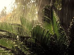 Macox, linux, windows, android, ios and many others. Rain In Jungle Rain Wallpapers Rainy Wallpaper Nature Wallpaper