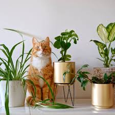 31 plants safe for cats house and