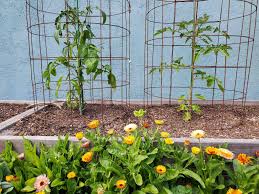 how to make a diy tomato cage sy