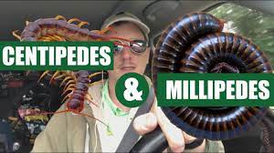get rid of centipedes millipedes