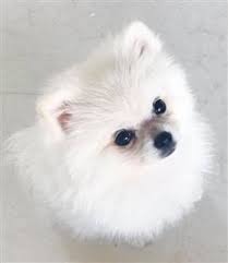 Pomeranian Puppy Care Petpom