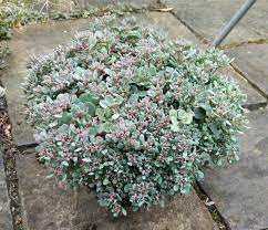 sedum rose carpet succ wiki