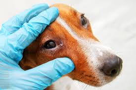 retrobulbar abscesses in dogs and cats