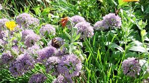 Good source of seeds for birds in the fall. 10 Best Plants For Bees And Butterflies