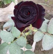 black rose plant in kolkata at best
