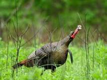 how-do-you-know-if-turkeys-are-on-your-land