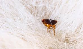 understanding flea season in oregon