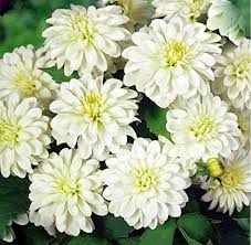 We did not find results for: Dahlia Go Go White One Earth Botanical