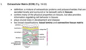 extracellular matrix flashcards quizlet