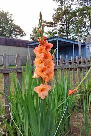 how to plant and grow gladiolus flowers