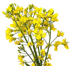 Yellow Mustard 12 500 Seeds Wonderful Field Flower Vineyards Nitrogen Fixing Cover Crop