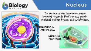 nucleus definition and exles