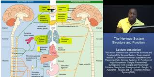 Oat The Nervous System Part 2 Sympathetic Vs Parasympathetic Functions