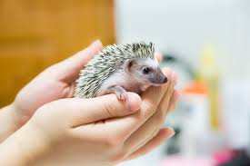 hedgehog handling tips and basics