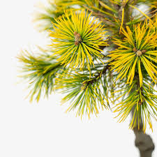 Carstens Golden Mugo Pine Tree For