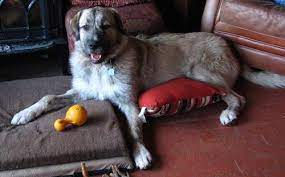 Adopt a rescue dog through petcurious. List Of Irish Wolfhound Mix Breed Dogs