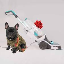 deep clean your carpet when you own a dog