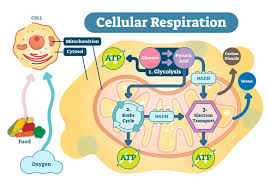 Cell Respiration Biology Tutorial
