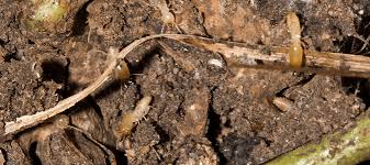 what eats termites controlling an