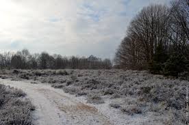 De hoge kempen is het enige officiële nationale park van belgië met ruim 12000 hectare aan bossen, heide, water en stuifduinen. Winter In National Park Hoge Kempen The 3d Lab
