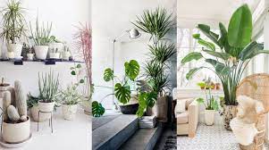 2 plantas para la decoración de terrazas pequeñas. Plantas De Interior En Decoracion Tipos Y Consejos Para Casa