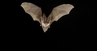 coronaviruses discovered in uk bats