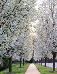 flowering pear tree cleveland select