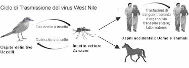 Arboviral surveillance data are reported to cdc through arbonet. West Nile Virus