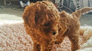 charging 6000 for a poodle cross breed