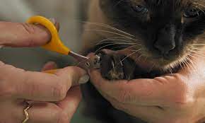 how to trim cat nails step by step