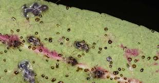 how to identify and control lace bugs