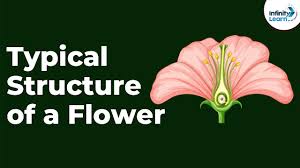 typical structure of a flower don t