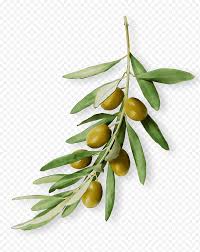 Russian olive « natrona county weed & pest. Olive Tree Fruit Plant Russian Olive Flower Branch Leaf Food Png Klipartz
