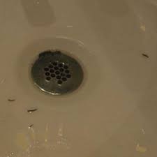 14 sure ways to get rid of drain worms