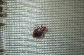 How To Avoid Bedbugs When You Re Traveling