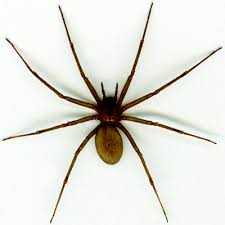 spiders brown recluse black widow and