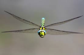 Guide To Britains Dragonflies And Damselflies Countryfile Com
