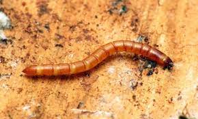 wireworm woes identification and