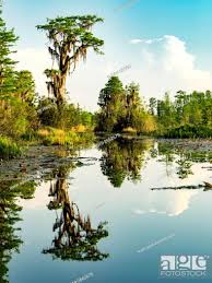 okefenokee sw reflection stock