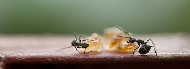 How To Get Rid Of Ants Okil Kenya