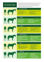 horses condition score
