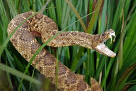get rid of snakes in your home yard